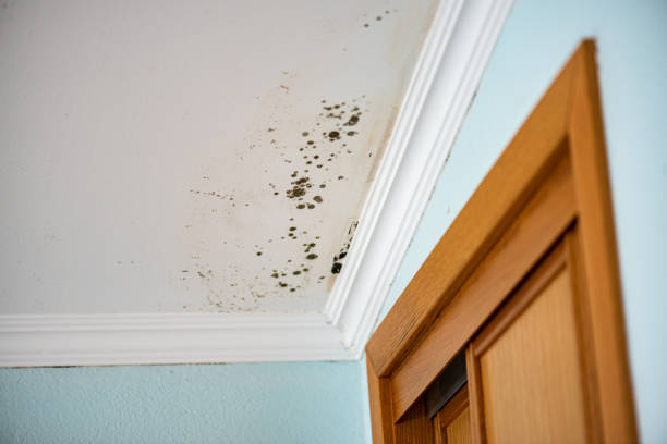Best Residential Mold Removal  in Aberdeen, WA