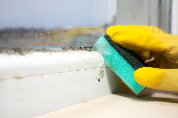 Best Home Mold Removal  in Aberdeen, WA