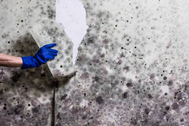 Mold Testing and Removal in Aberdeen, WA