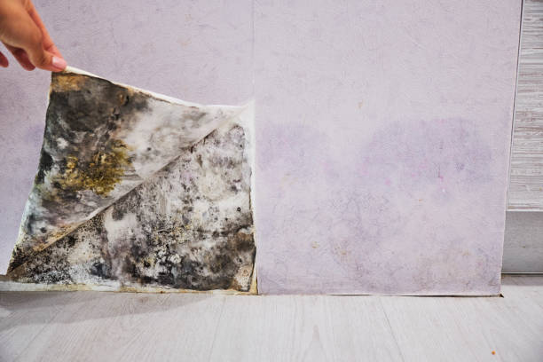 Best Fast Mold Removal  in Aberdeen, WA